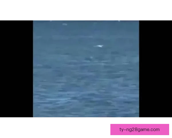 大溪地冲浪赛现场 鲸鱼惊喜现身抢镜